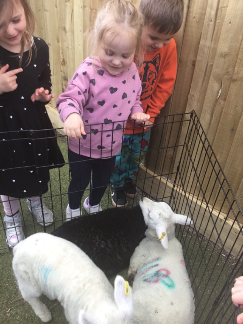 Hopscotch Seaford lamb feeding in garden 2