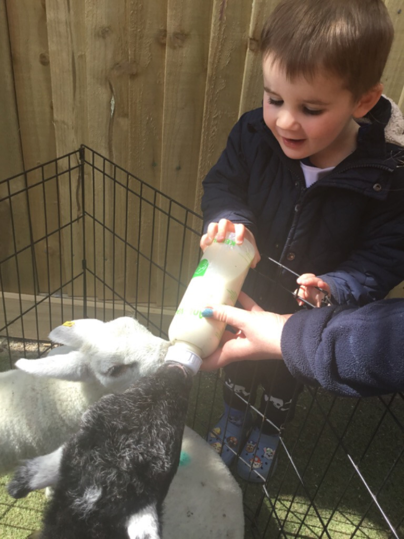 Hopscotch Seaford lamb feeding in garden 4