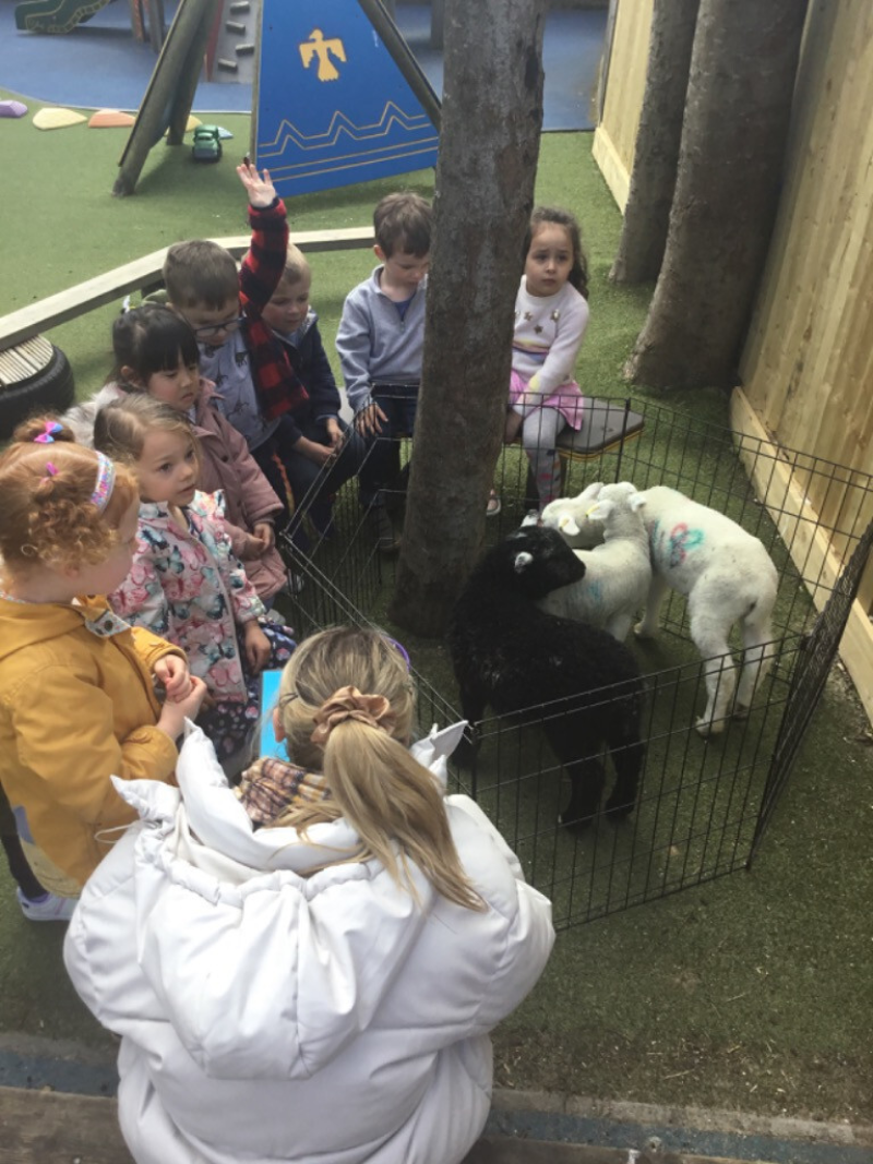 Hopscotch Seaford lamb feeding in garden 6